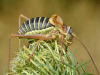 kobylka révová.jpg kobylka révová.jpg